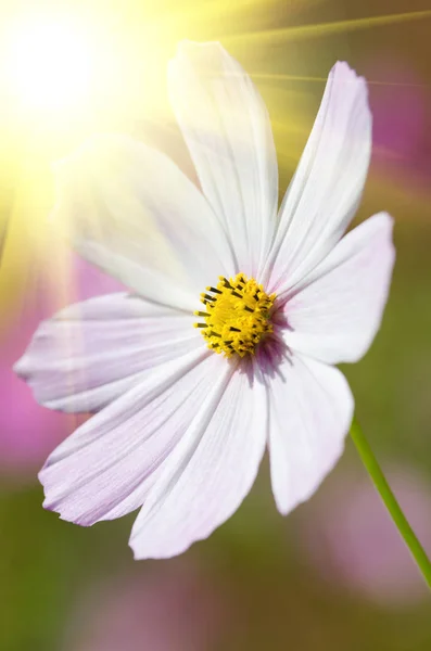 Beautiful summer flower — Stock Photo, Image