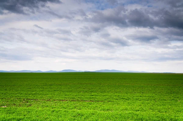 Frisches grünes Feld — Stockfoto