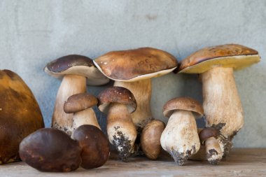  vahşi porcini mantar