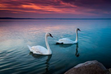 beautiful swans in lake Balaton clipart