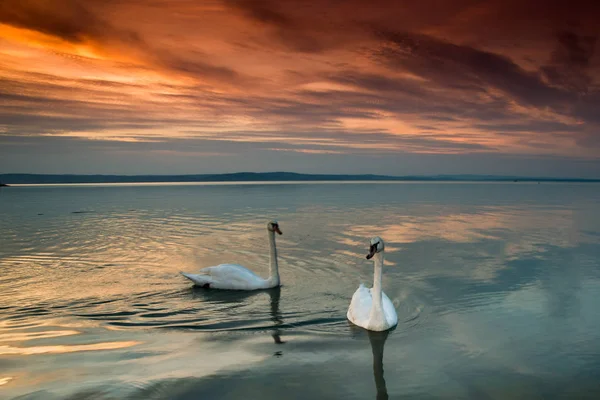 Belos cisnes no lago Balaton — Fotografia de Stock