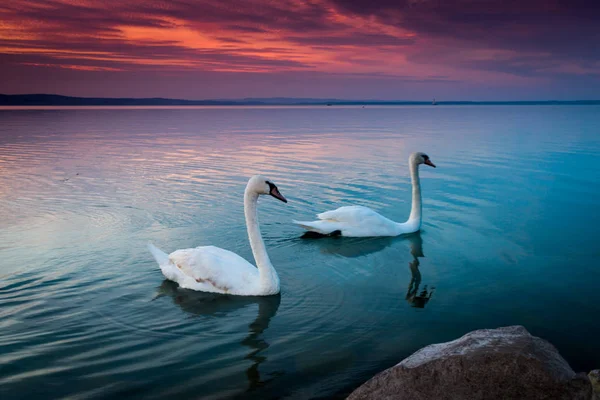 Krásné labutě v lake Balaton — Stock fotografie