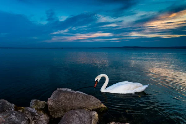 Vacker svan i Balatonsjön — Stockfoto