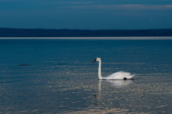 Vacker svan i Balatonsjön — Stockfoto