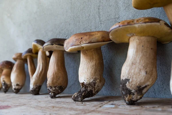 Cogumelos porcini selvagens — Fotografia de Stock