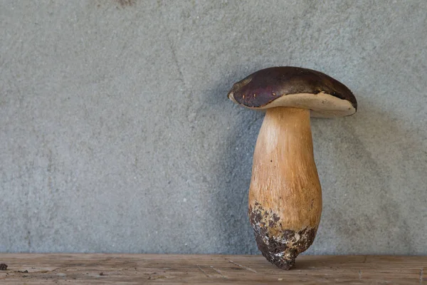 Setas porcini silvestres —  Fotos de Stock