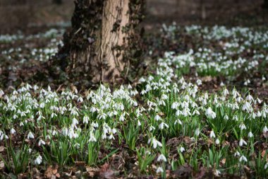 güzel beyaz kardelen