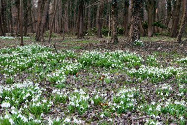 güzel beyaz kardelen