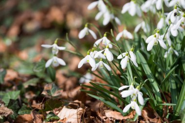 güzel beyaz kardelen