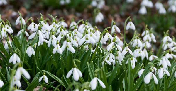 Bonitas gotas de neve brancas — Fotografia de Stock