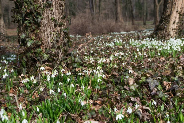 Schöne weiße Schneeglöckchen — Stockfoto