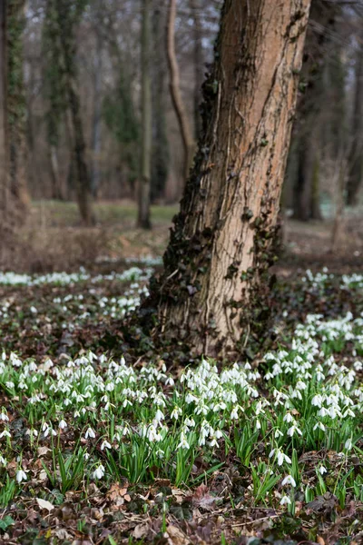 Schöne weiße Schneeglöckchen — Stockfoto