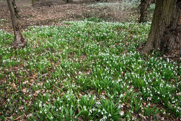 Mooie witte sneeuwklokjes — Stockfoto