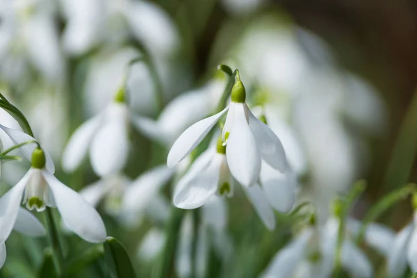 Beautiful white snowdrops — Stock Photo, Image