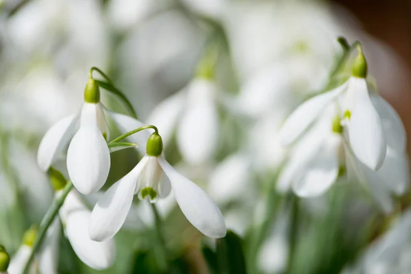 Mooie witte sneeuwklokjes — Stockfoto