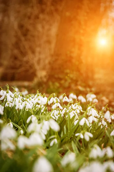 Όμορφο λευκό snowdrops — Φωτογραφία Αρχείου