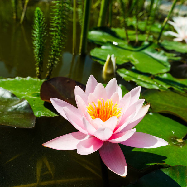 pink water lily