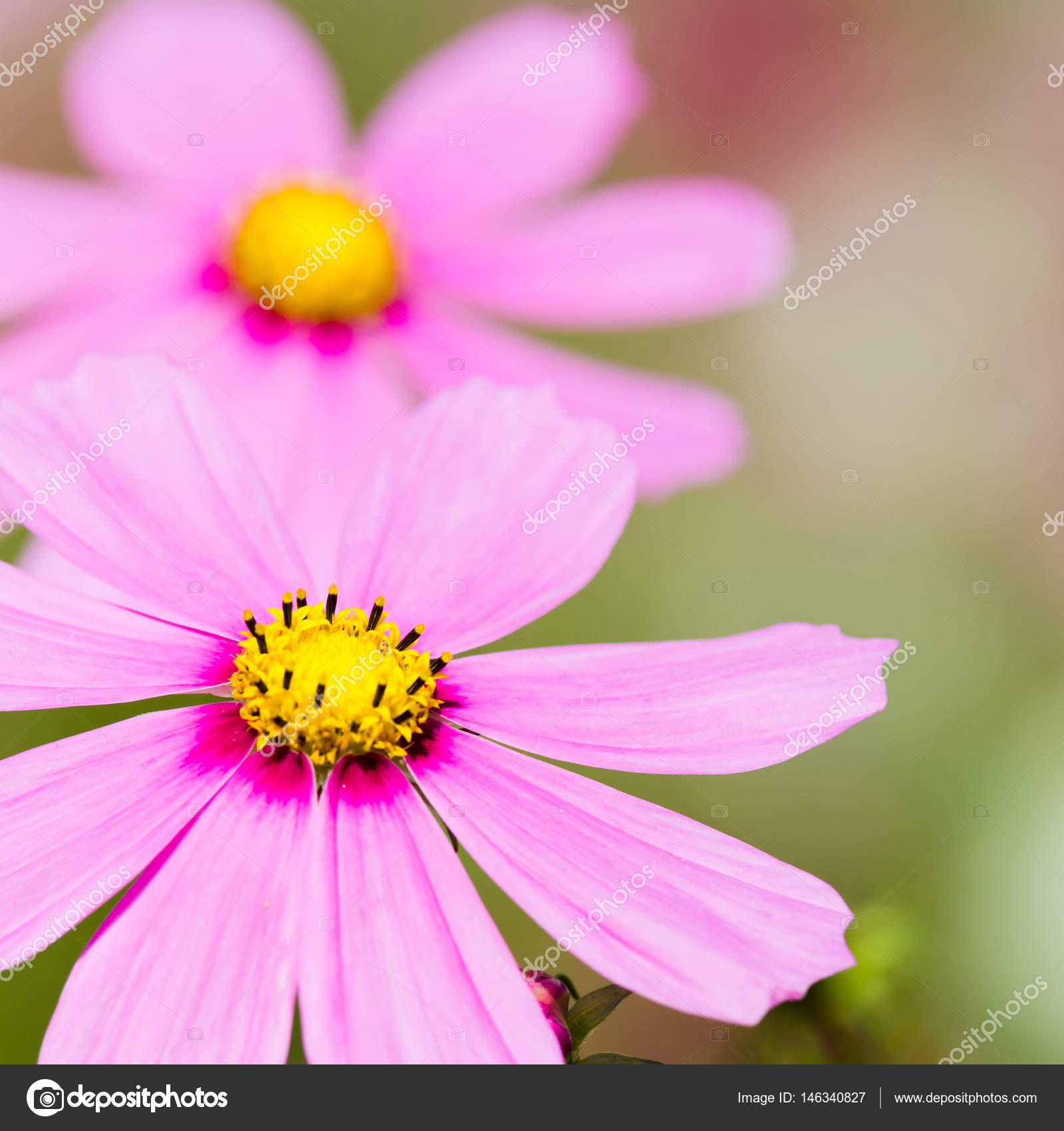 Schöne rosa Sommerblumen — Stockfoto © klagyivik #146340827 Schöne rosa Sommerblumen — Stockfoto © klagyivik #146340827