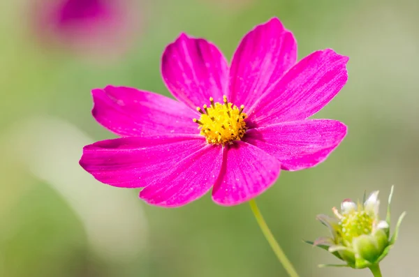 Hermosa flor de verano — Foto de Stock