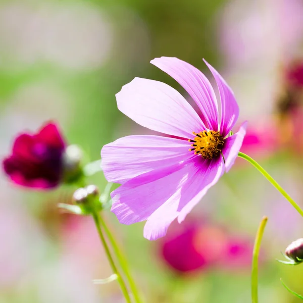 Schöne rosa Sommerblumen — Stockfoto © klagyivik #146340827 Schöne rosa Sommerblumen — Stockfoto © klagyivik #146340827
