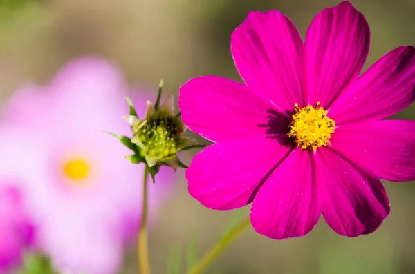 Hermosa flor de verano — Foto de Stock