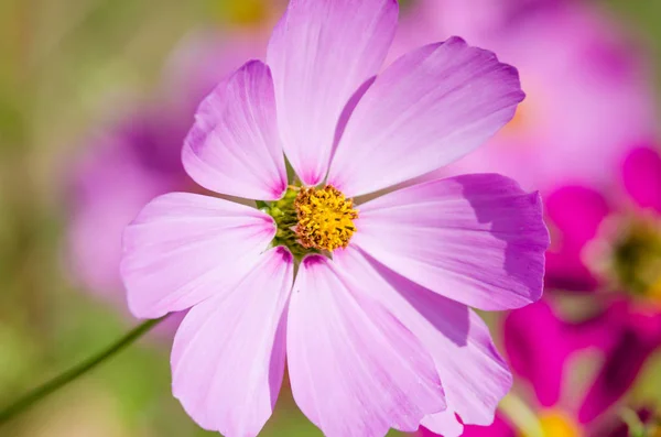 Hermosa flor de verano — Foto de Stock