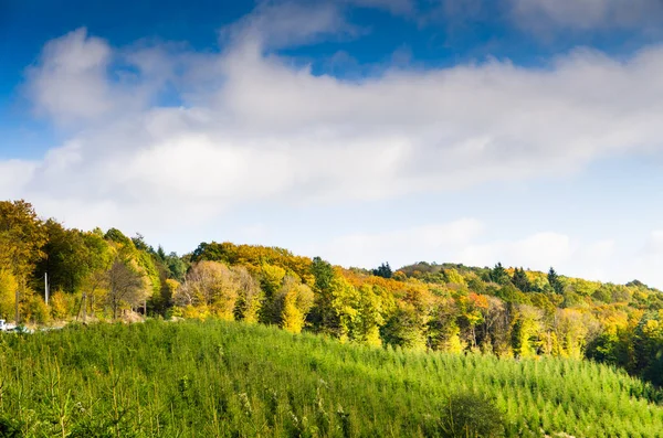 Beautiful landscape of autumnal trees — Stock Photo, Image