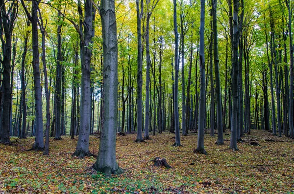 Trees growing in forest — Stock Photo, Image