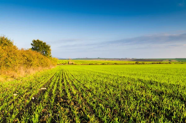 Fresh green field — Stock Photo, Image