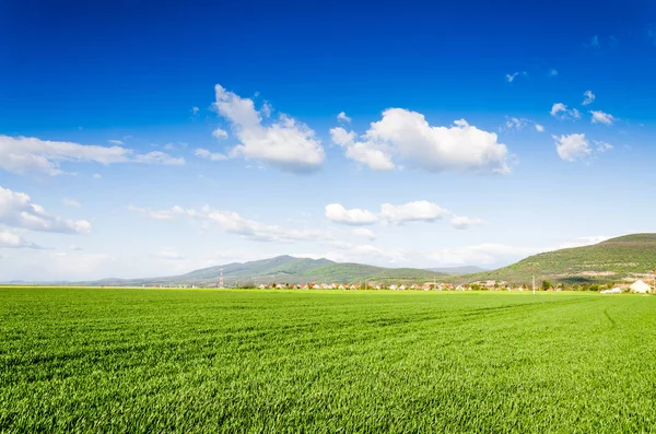 Campo verde fresco — Foto Stock