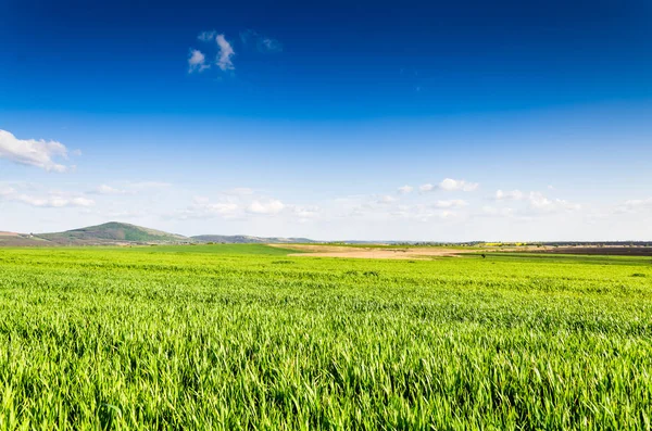 Campo verde fresco — Foto Stock