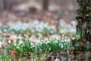 güzel beyaz kardelen