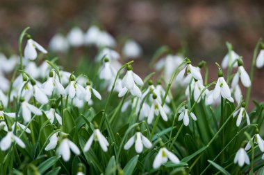 güzel beyaz kardelen