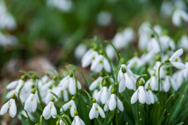 güzel beyaz kardelen