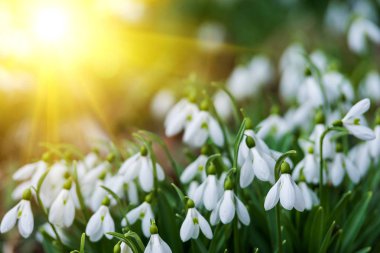 güzel beyaz kardelen