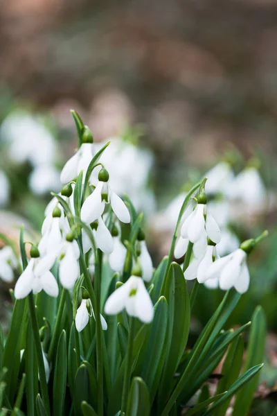 Όμορφο λευκό snowdrops — Φωτογραφία Αρχείου