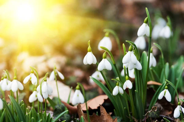 Beautiful white snowdrops — Stock Photo, Image