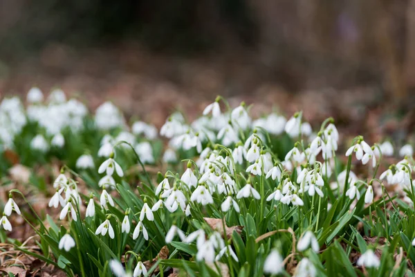 Bonitas gotas de neve brancas — Fotografia de Stock