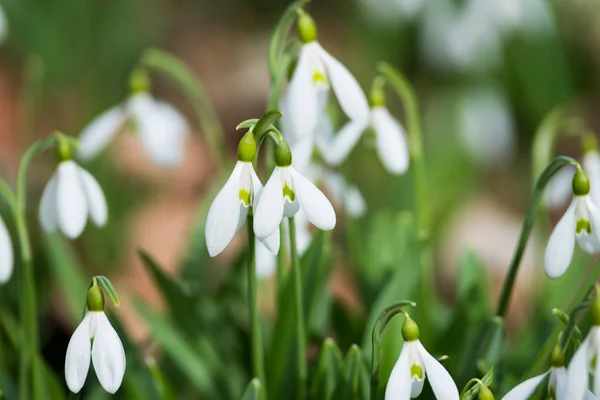 美しい白い snowdrops — ストック写真