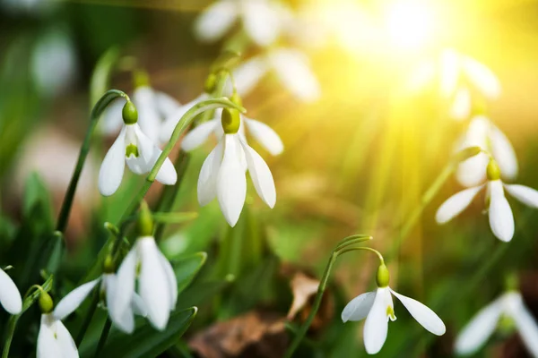 Beautiful white snowdrops — Stock Photo, Image