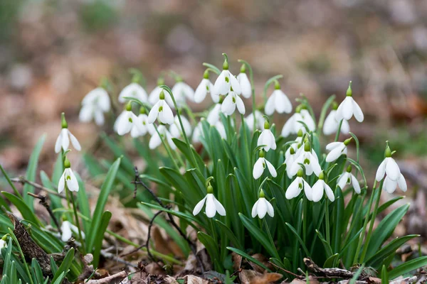 아름 다운 흰색 snowdrops — 스톡 사진