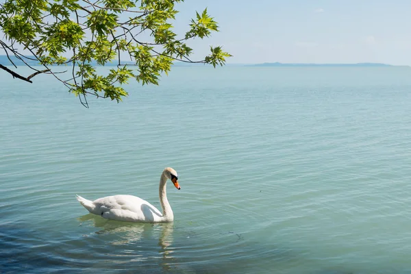 A tó gyönyörű hattyú — Stock Fotó