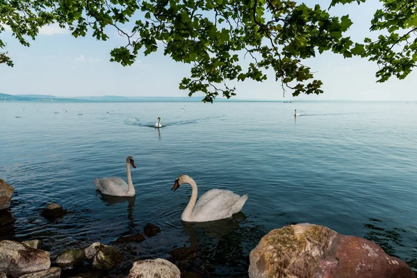 Hermosos cisnes en el lago Balaton — Foto de Stock