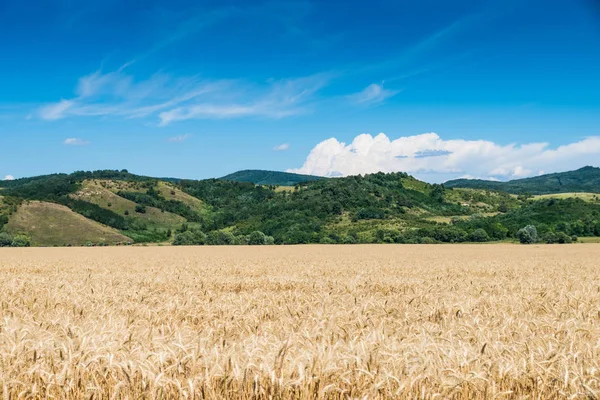 Terra di grano e cielo azzurro — Foto Stock