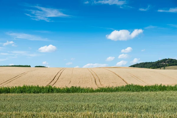 Tierra de trigo y cielo azul — Foto de Stock