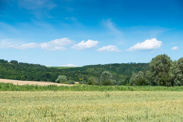 Grönt fält och blå himmel — Stockfoto