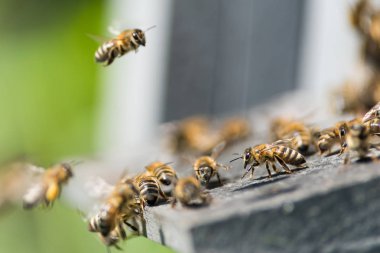 ahşap kovan arılar