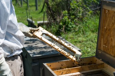 işçi arılar çerçeve tutan apiarist