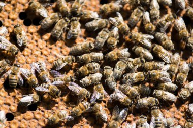 Arıların kovan tarak üzerinde