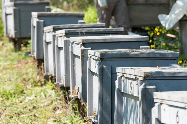 Houten kasten voor honingbijen — Stockfoto